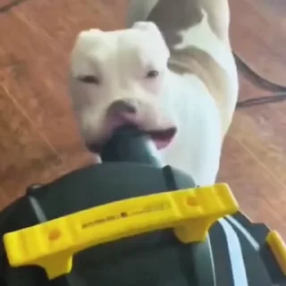 🐩