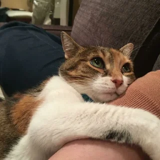🐈