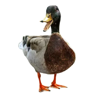 🦆