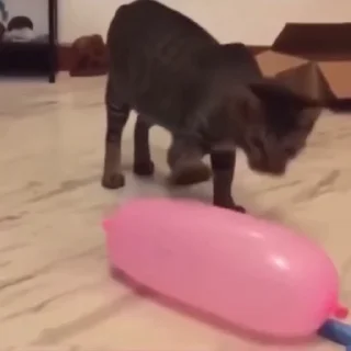 🐈