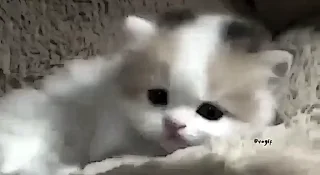 🌟