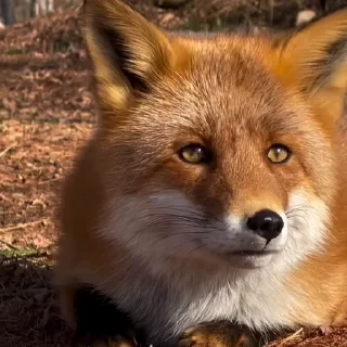 🤩