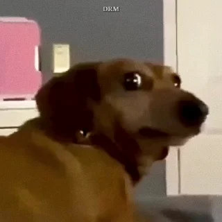 🐾