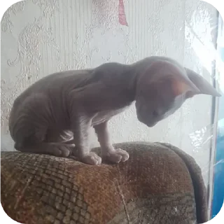 🍖