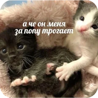 🐱