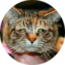 🐱