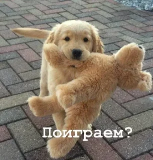 🎾
