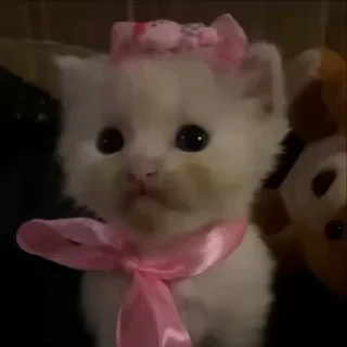 😻