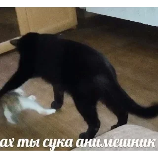 Антианиме
