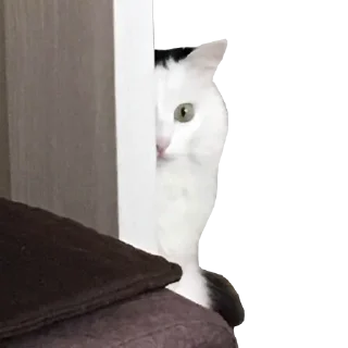 😶