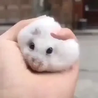 🐭