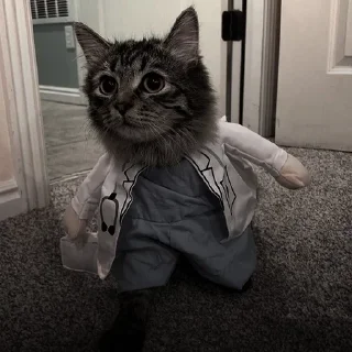 🐈‍⬛