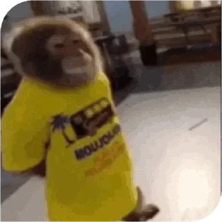 Monkey @stickerowo @goats_meme