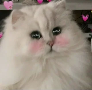 💗