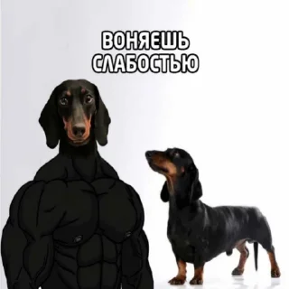 🐶