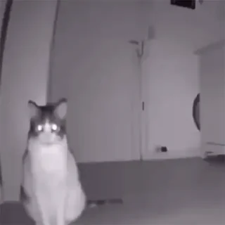 🐱