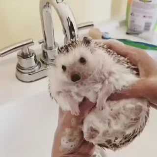 🦔