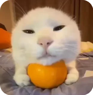 🌟
