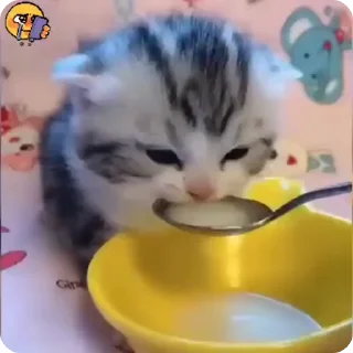 🐈
