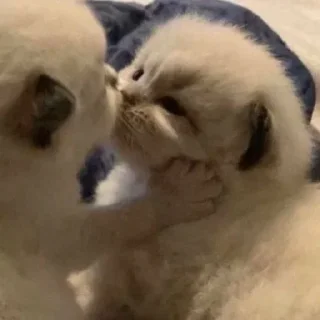 кошаки :: @fStikBot