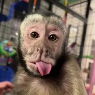 🌟
