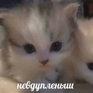 🐱
