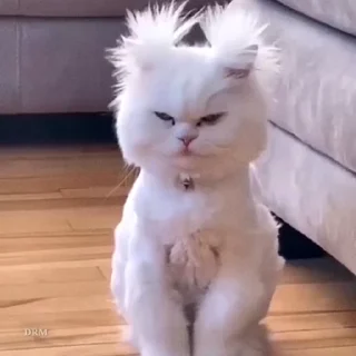 🐾