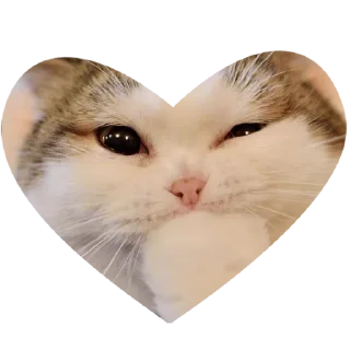 😺