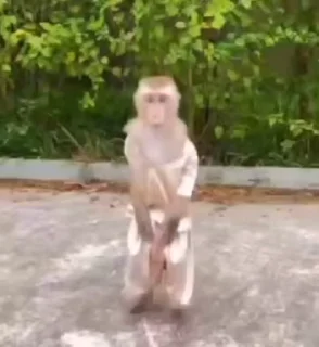 🙉