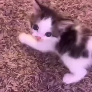 😺