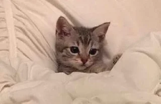 🛏