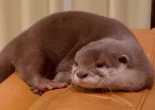 🛋