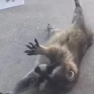 😴