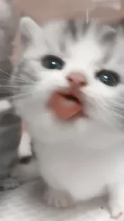 🤍