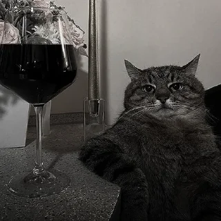🐈‍⬛