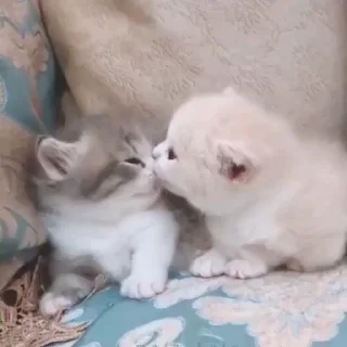 🐱