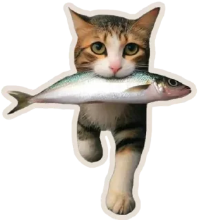 🐈