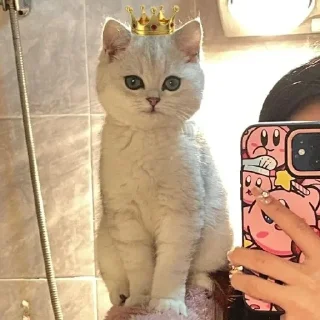 🐈