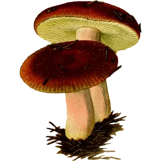 🍄