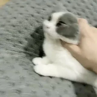 🐈