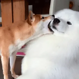 🐶
