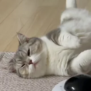 🐾