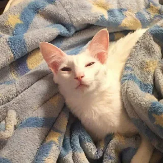 💤