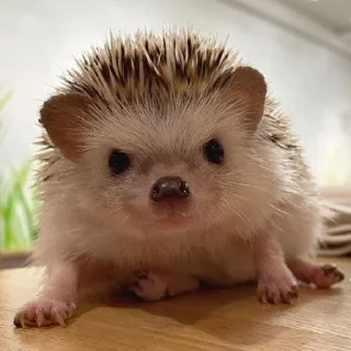 🦔
