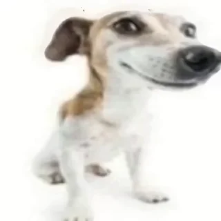 🐶