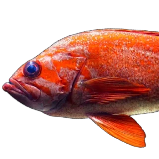 🐠
