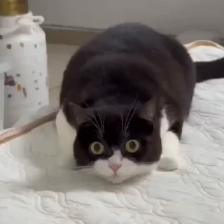🐈