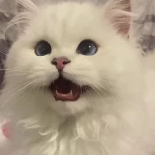 🌟