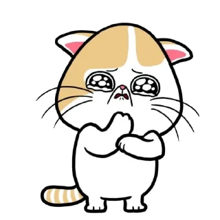 🐱