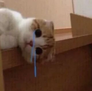 😿